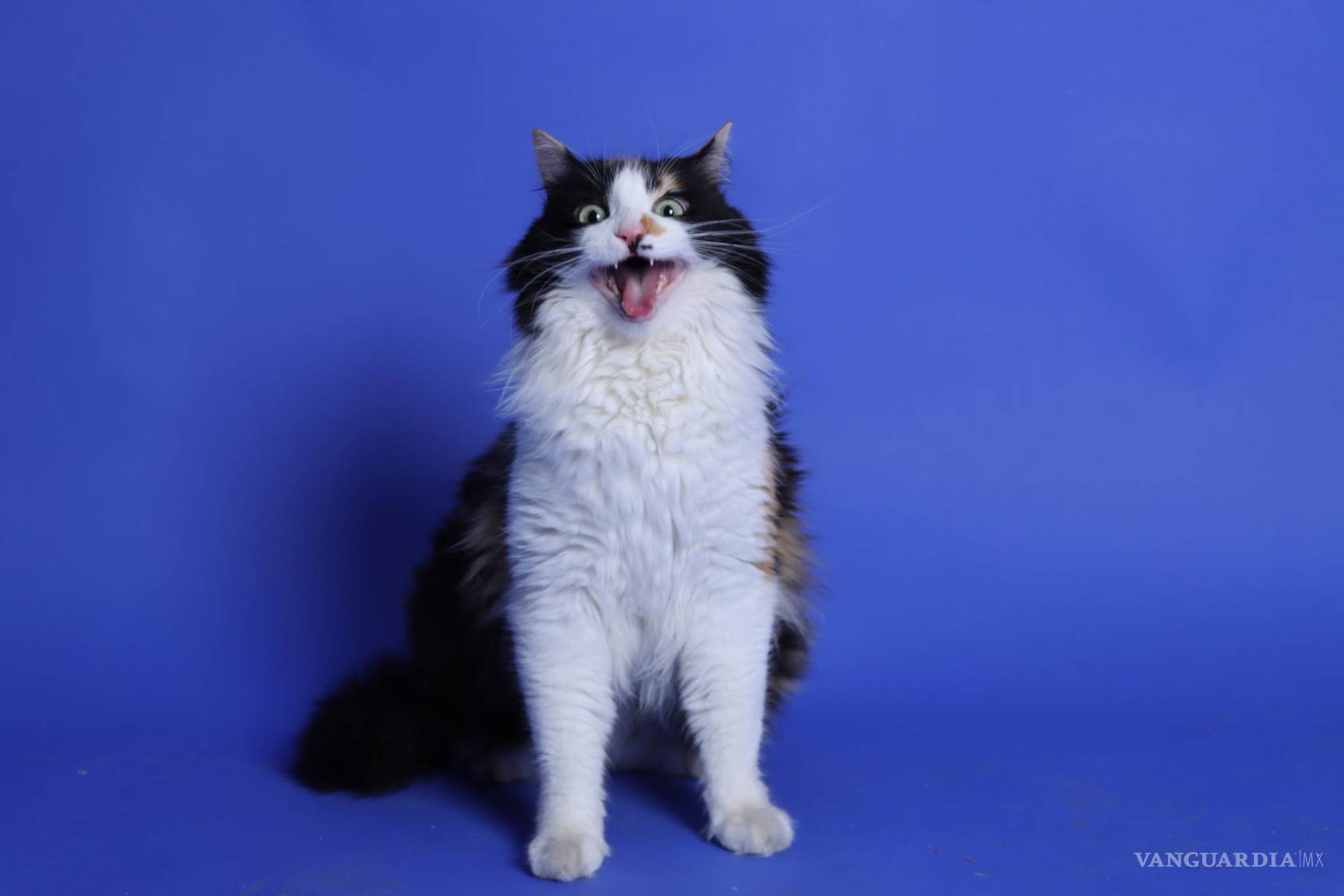 $!A Kirri lo encontraron en un rancho y decidieron adoptarlo.