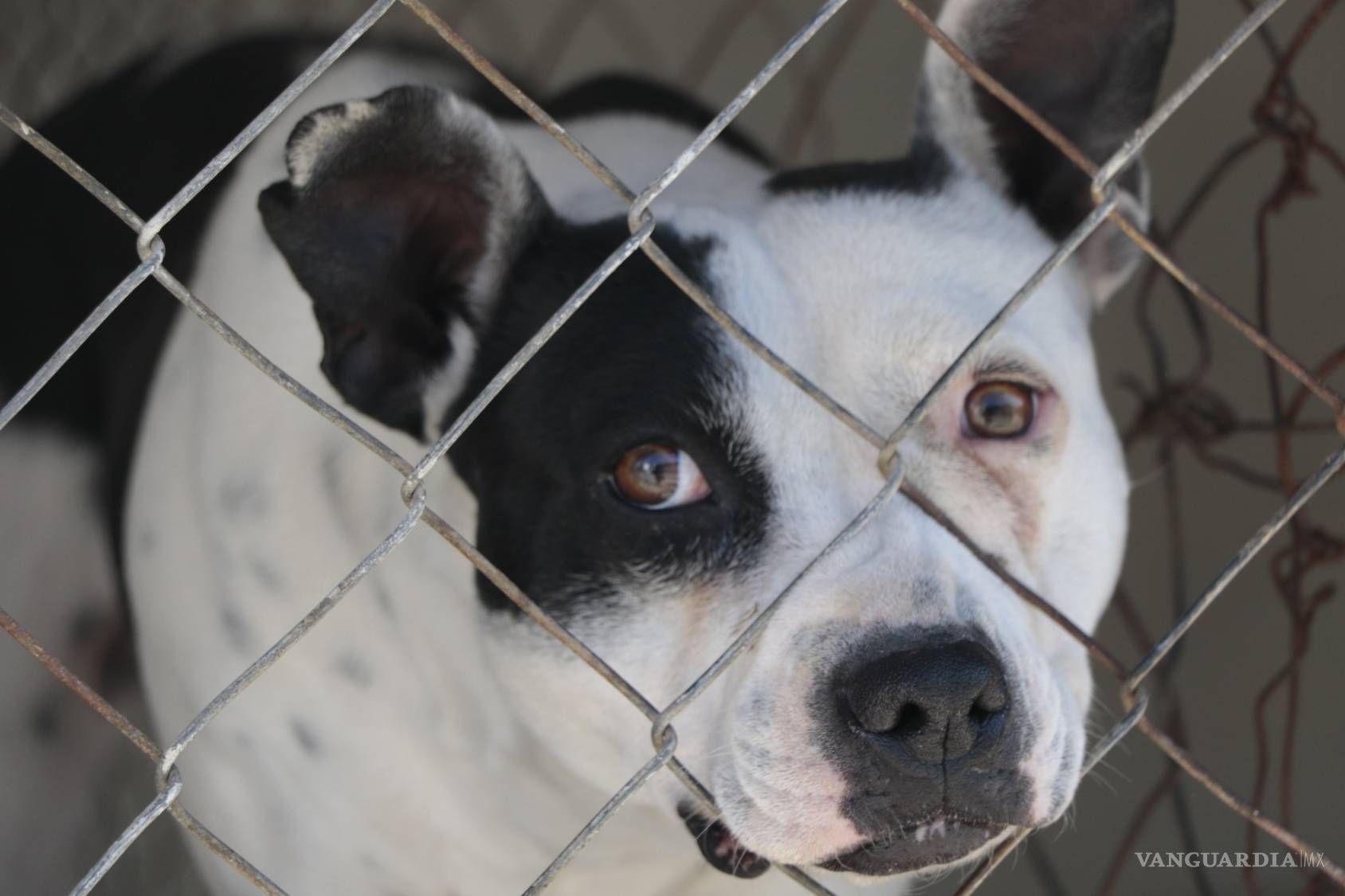 $!Prodebida, la asociación que defiende y protege animales cumple 15 años dejando huellas
