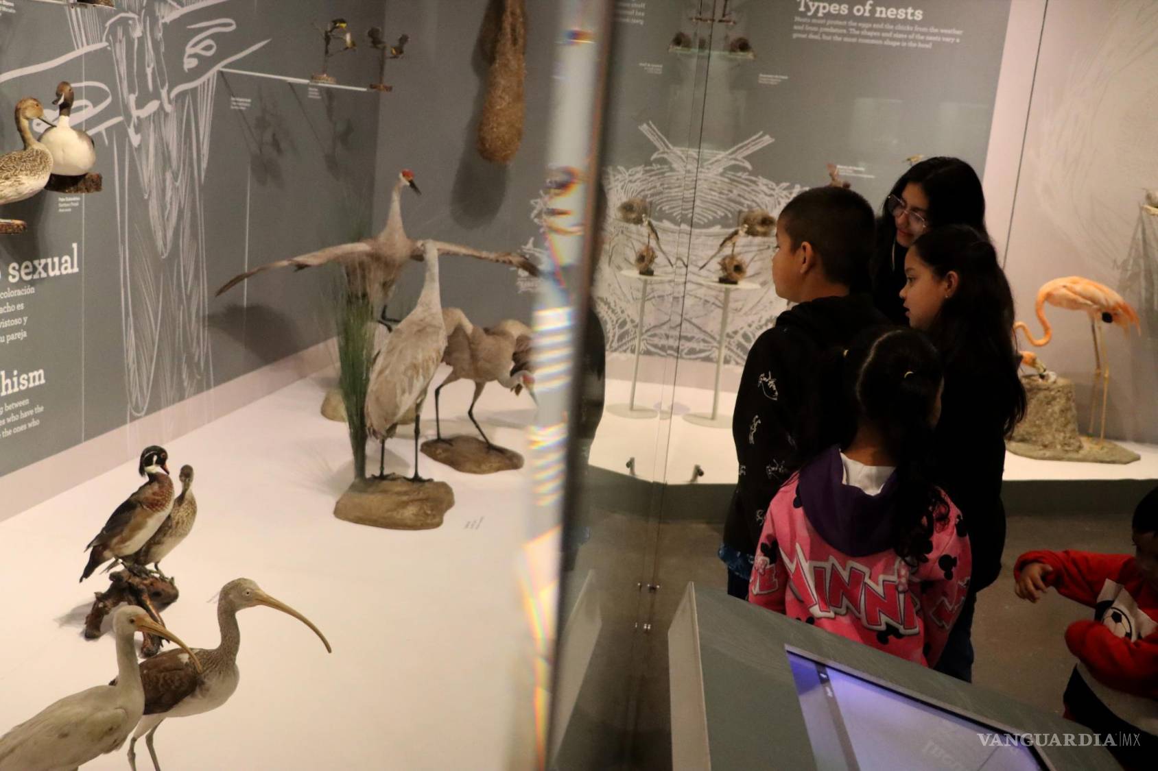$!Patrizio dijo que comenzó a ser guía del Museo de las Aves desde hace tres años, actualmente tiene 8.