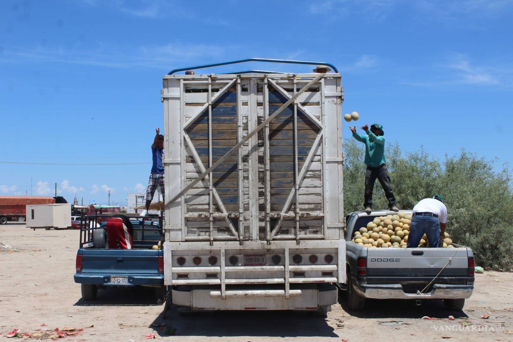 $!¿Qué hay detrás del melón más sabroso de México?
