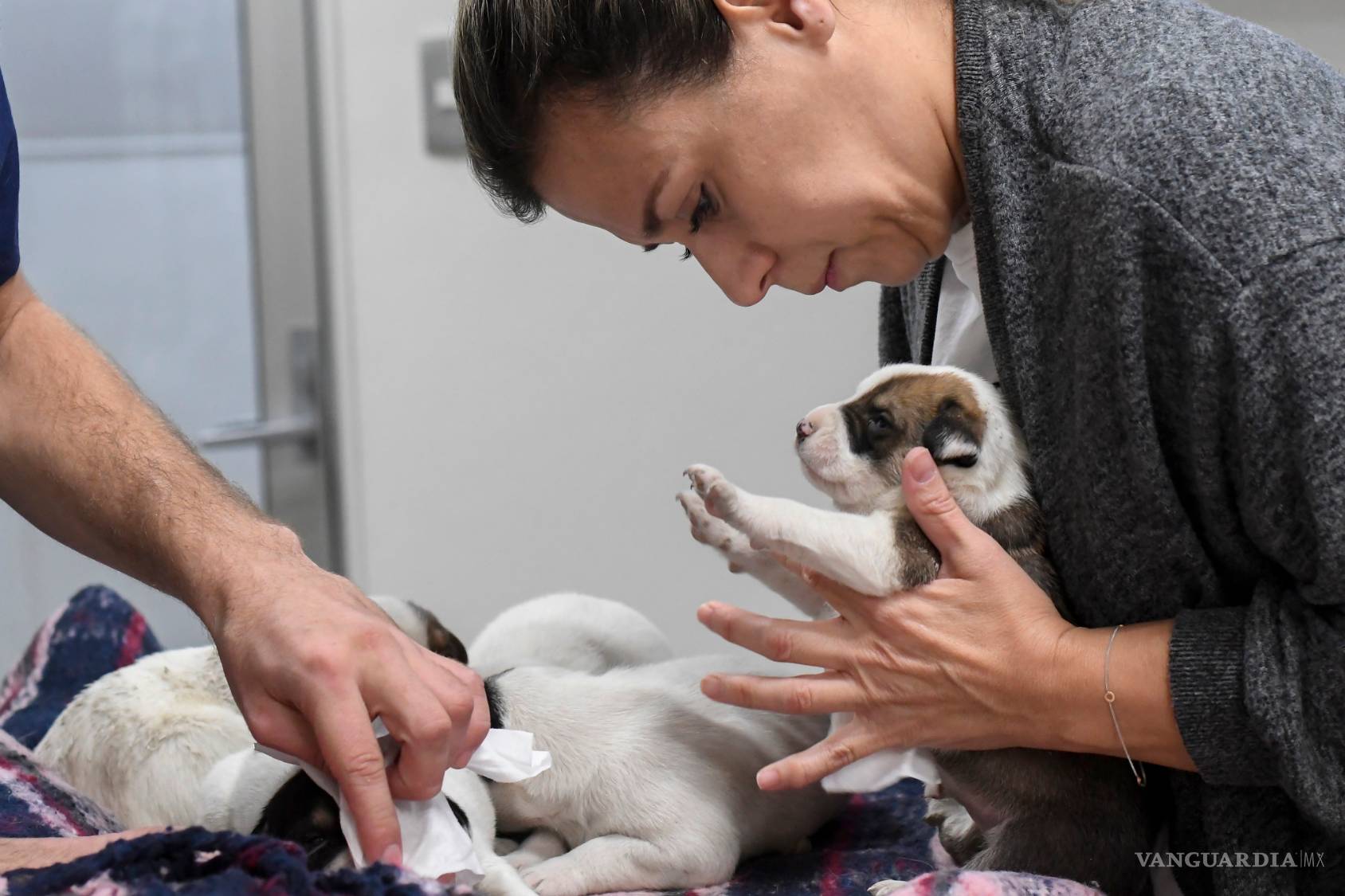 $!¿Ves sufrir a tu mascota cada que hay fuegos artificiales? Entérate cómo evitarles el sufrimiento