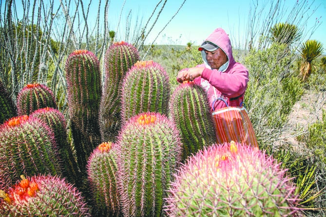 $!El viacrucis de los cabucheros