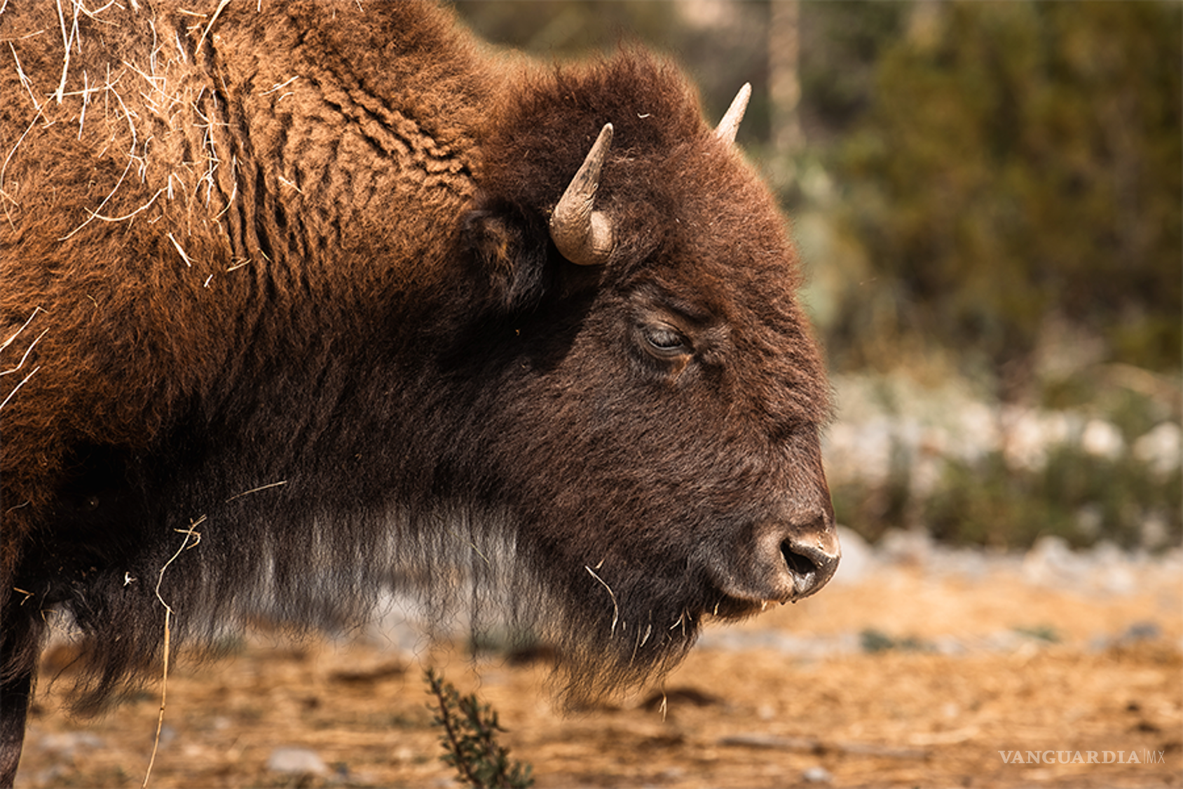 $!Además del bisonte, el proyecto contempla continuar con la recuperación de especies nativas, entre ellas el borrego cimarrón.