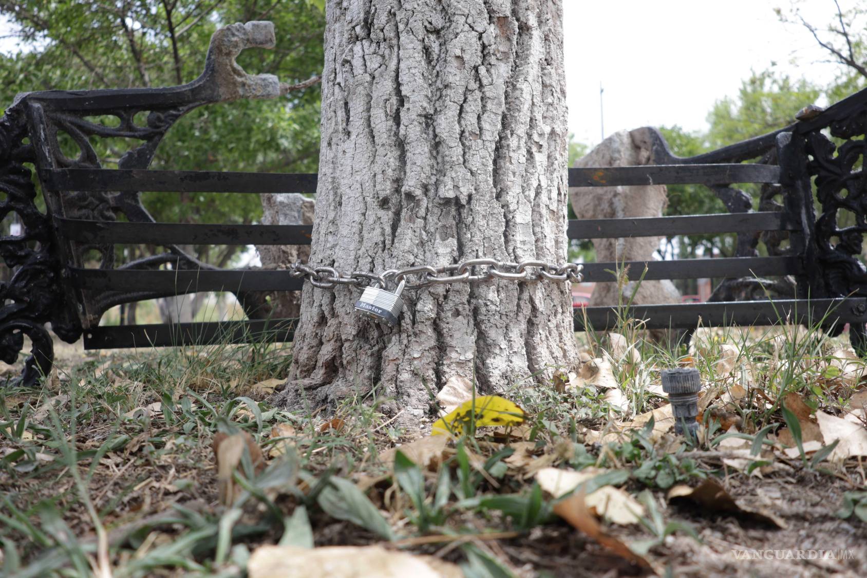 $!Una de las bancas del parque fue asegurada con un candado atado a un árbol para evitar que se la llevaran.