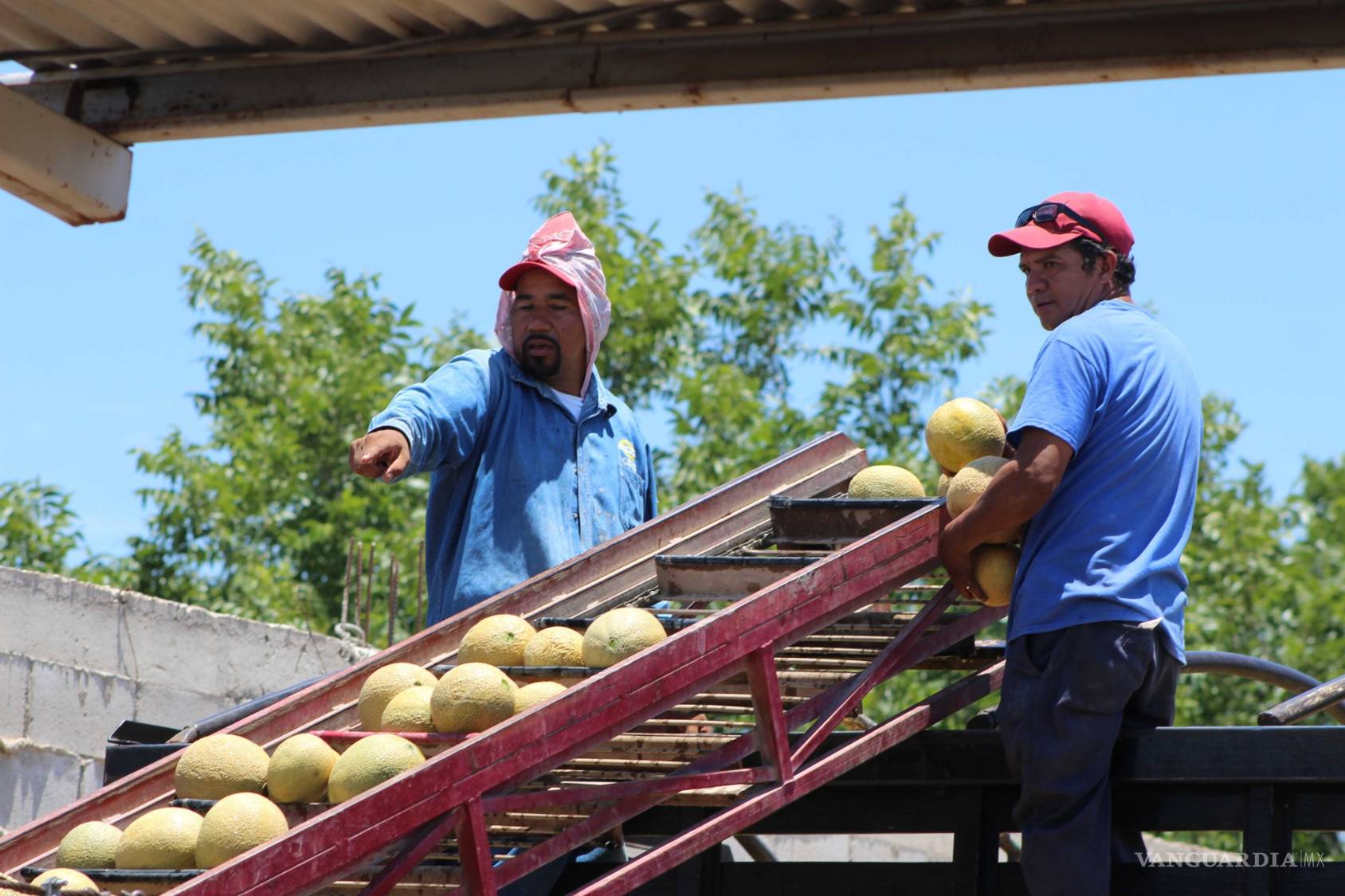 $!¿Qué hay detrás del melón más sabroso de México?