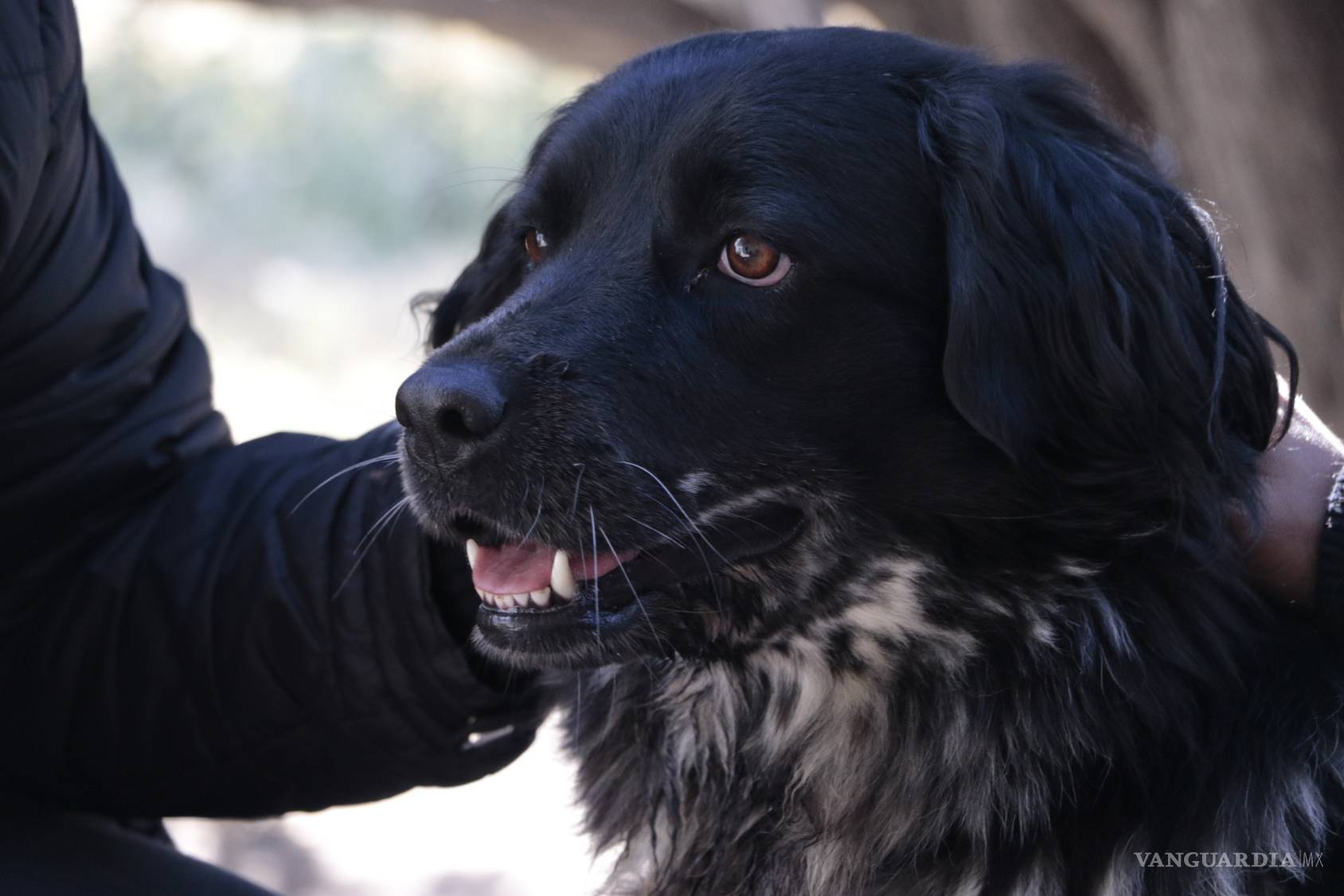 $!Prodebida, la asociación que defiende y protege animales cumple 15 años dejando huellas