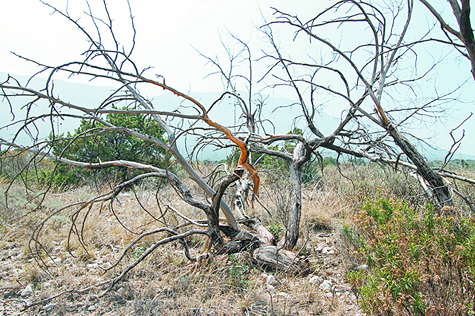 $!Lo que el incendio se llevó: un paisaje que nunca más verán nuestros ojos
