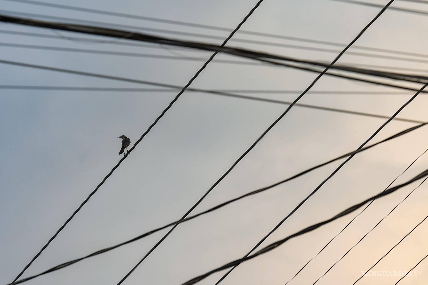 $!Un ave descansa sobre un cable mientras decenas de líneas atraviesan el cielo al atardecer. La naturaleza también ha aprendido a utilizar nuestra infraestructura, incorporando alambres y postes a sus hábitos cotidianos. Una convivencia que puede parecernos hermosa, aunque no necesariamente sea armoniosa.
