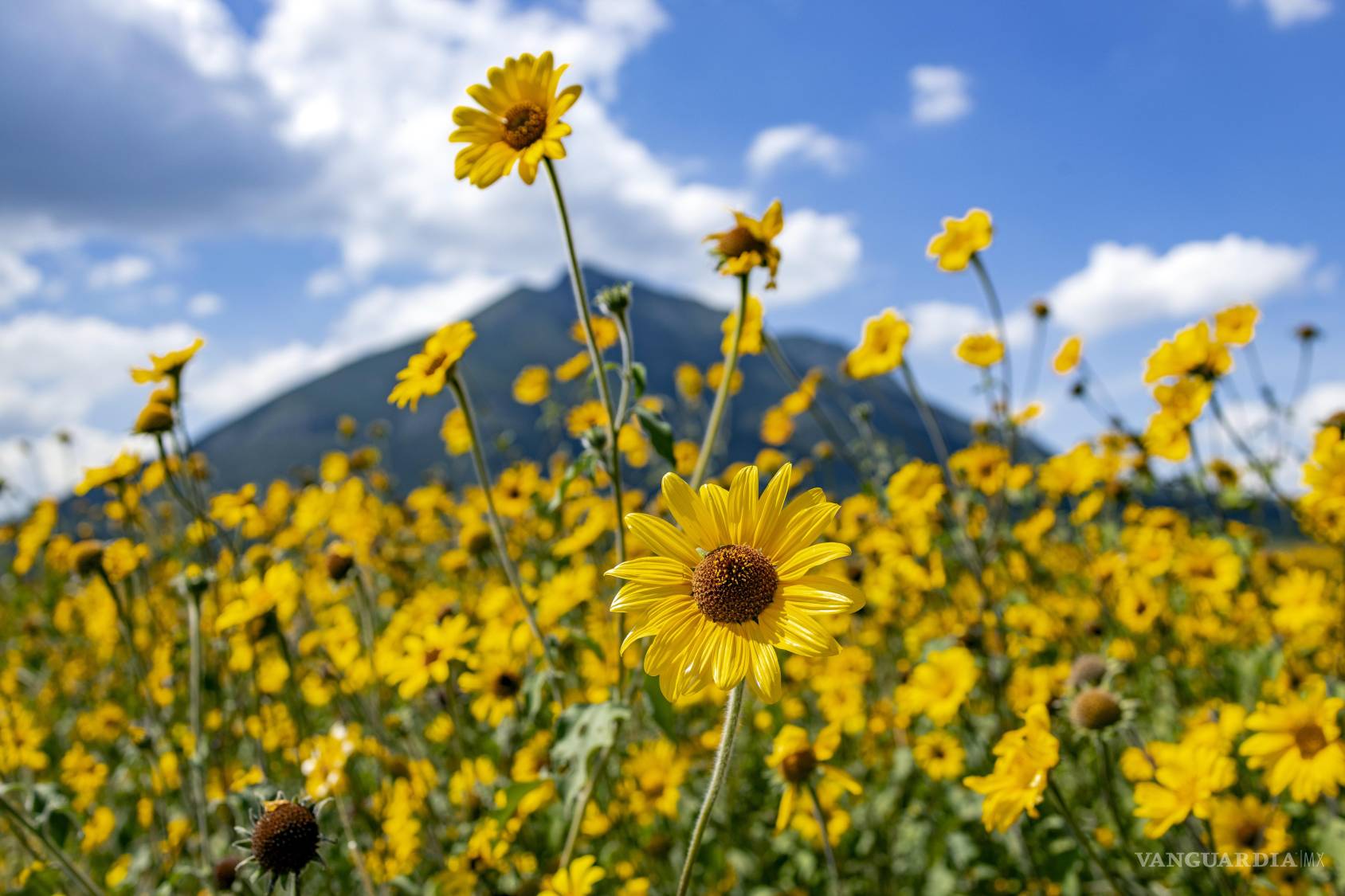 $!Campos amarillos llenos de flores fue lo que encontraros paseantes al llegar a los valles de las comunidades El Diamante y Sierra Hermosa.