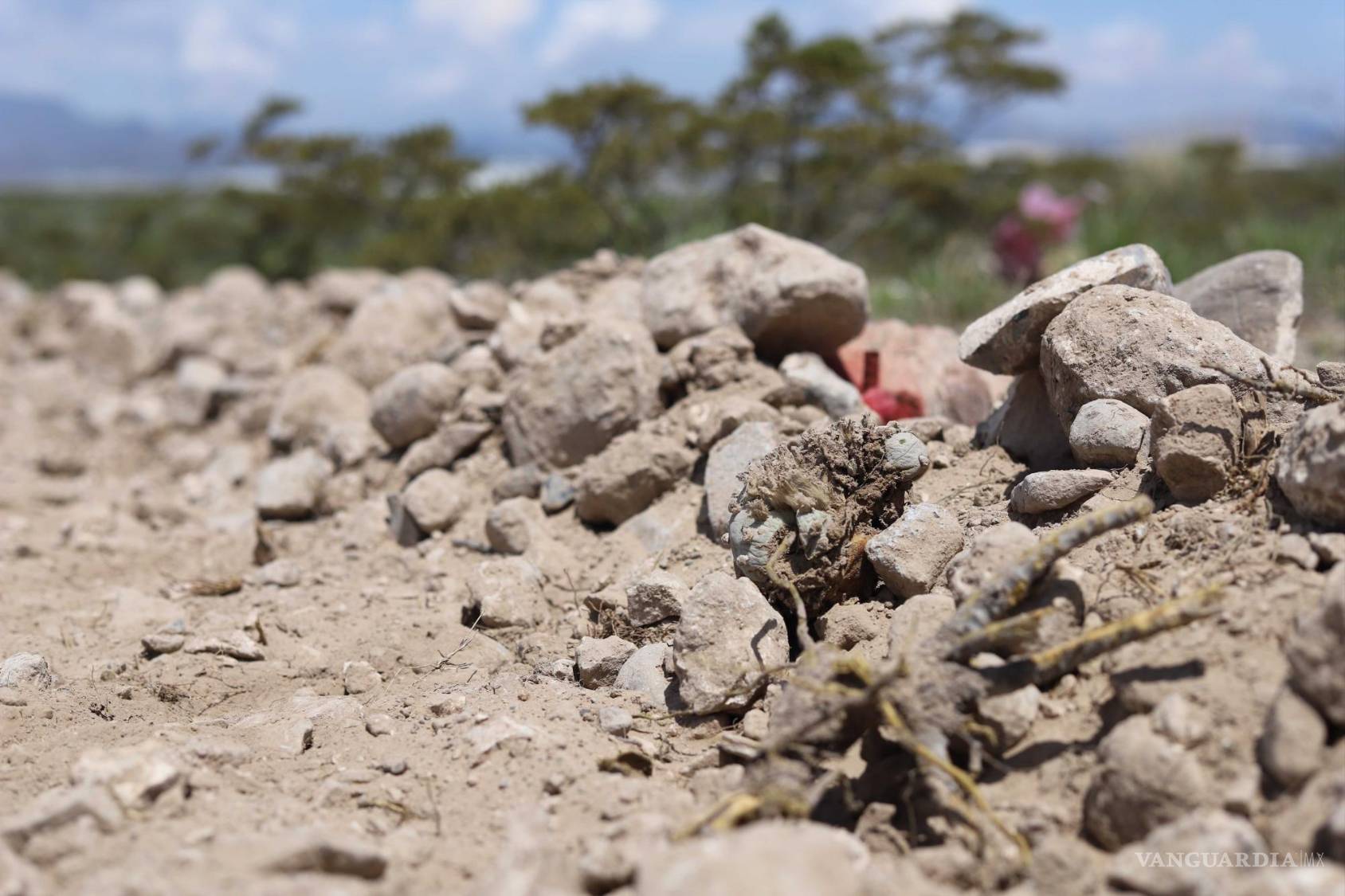 $!La Ley General de Vida Silvestre en México protege al peyote.