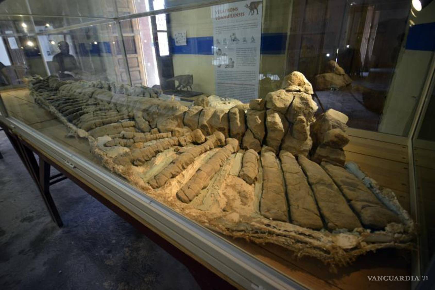 $!Laboratorio de Paleontología e Historia en General Cepeda, un lugar donde se exhibe la riqueza histórica de Porvenir de Jalpa y otras localidades cercanas, con fósiles y artefactos antiguos.