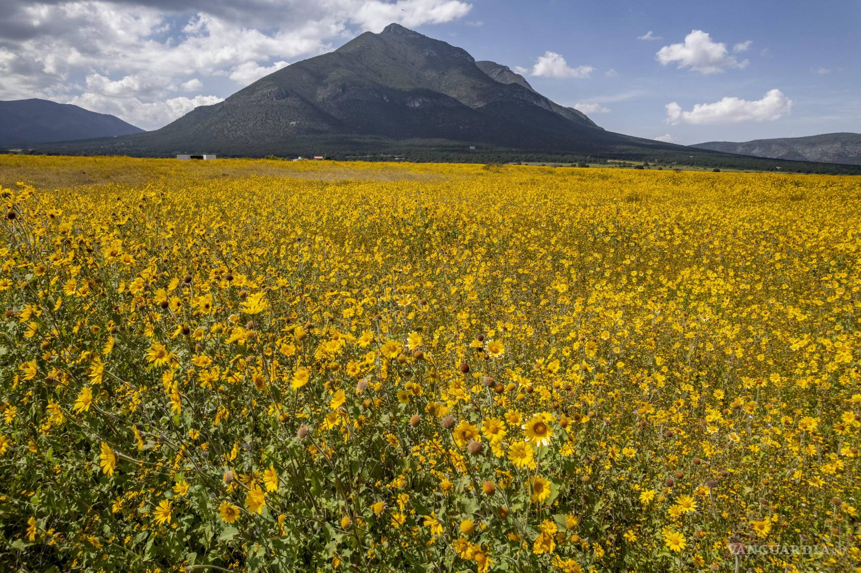$!El fenómeno ha llamado la atención de fotógrafos y visitantes, atraídos por la apariencia estética de los campos llenos de flores amarillas.