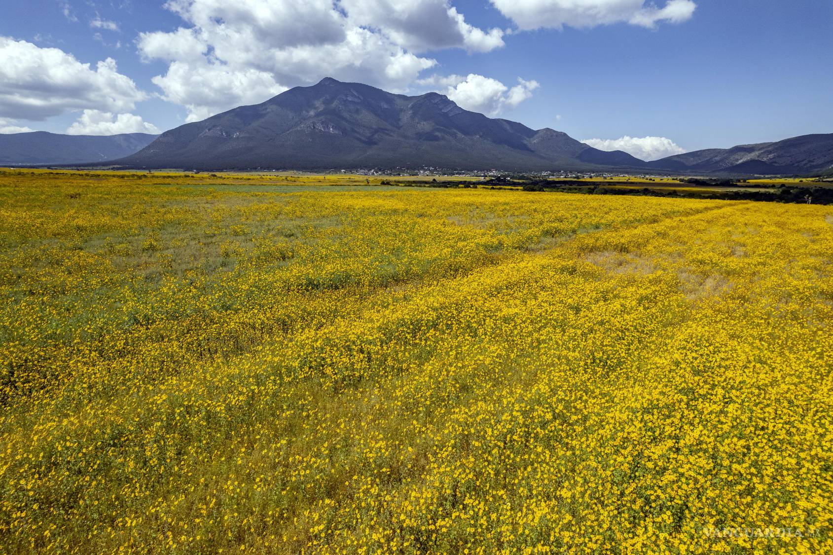 $!El “polocote” es una flor, familiar a los girasoles, y que puede convertirse en una plaga que amenaza los cultivos cuando se presenta épocas de mucha lluvia.