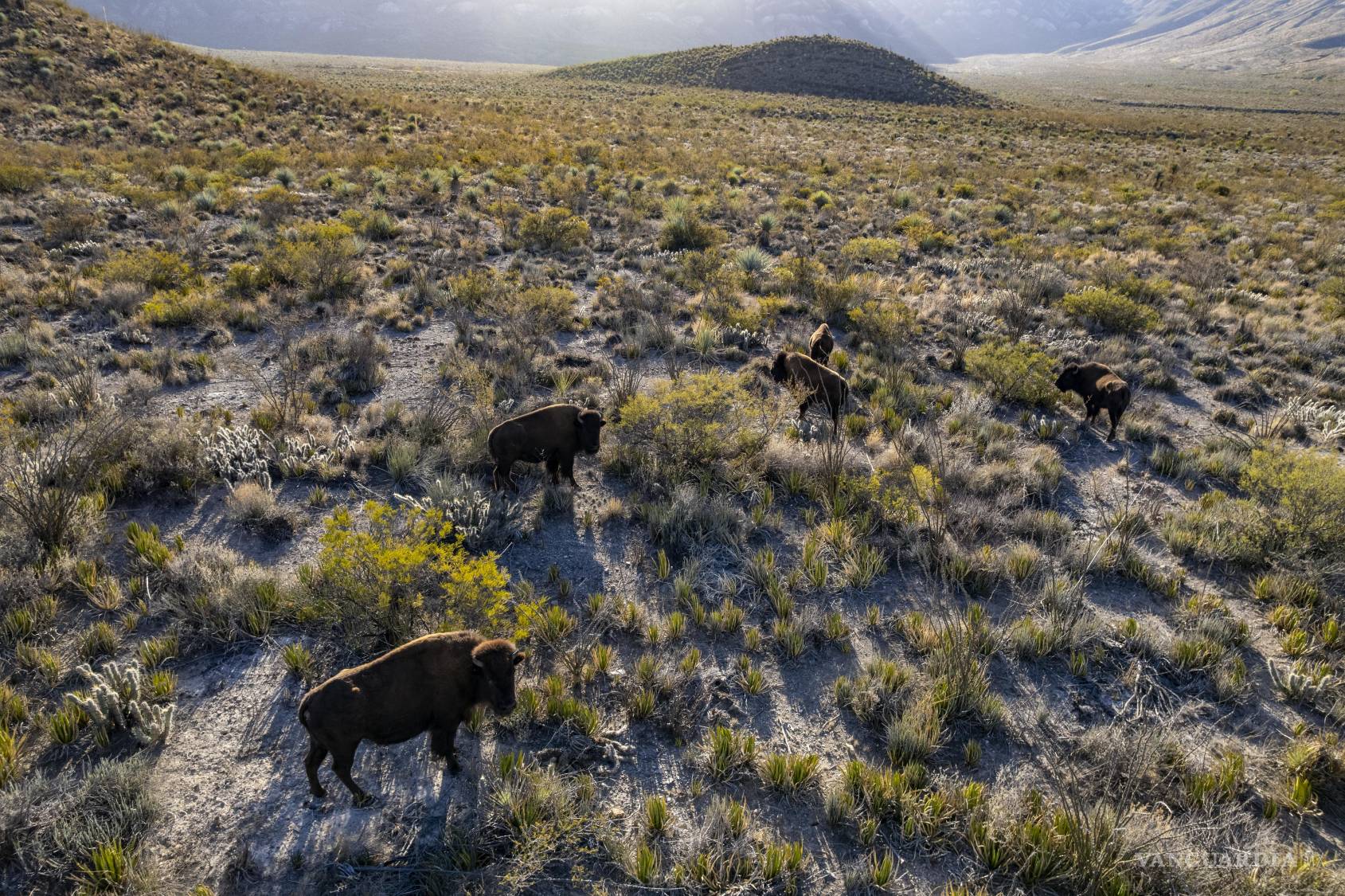 $!Luego de varios siglos en los que el Bisonte Americano fue erradicado de tierras coahuilenses, ahora regresan a este territorio.