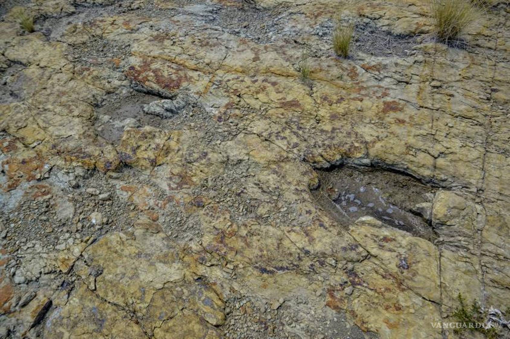 $!Huellas de dinosaurio en Porvenir de Jalpa, un tesoro paleontológico en Coahuila que espera ser descubierto.