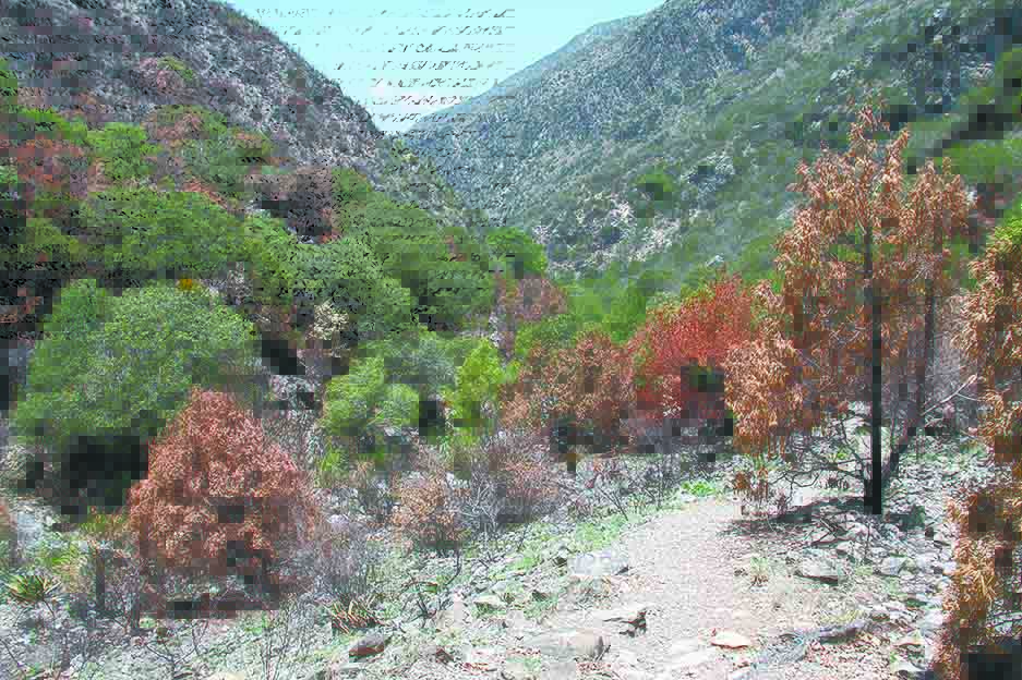 $!Lo que el incendio se llevó: un paisaje que nunca más verán nuestros ojos