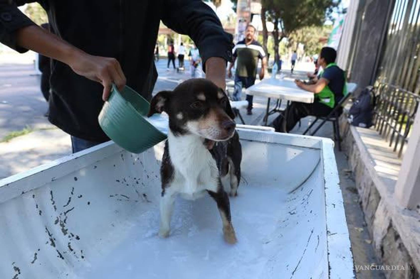 $!El afecto hacia las mascotas convive con prácticas crueles que evidencian los límites de nuestra empatía.