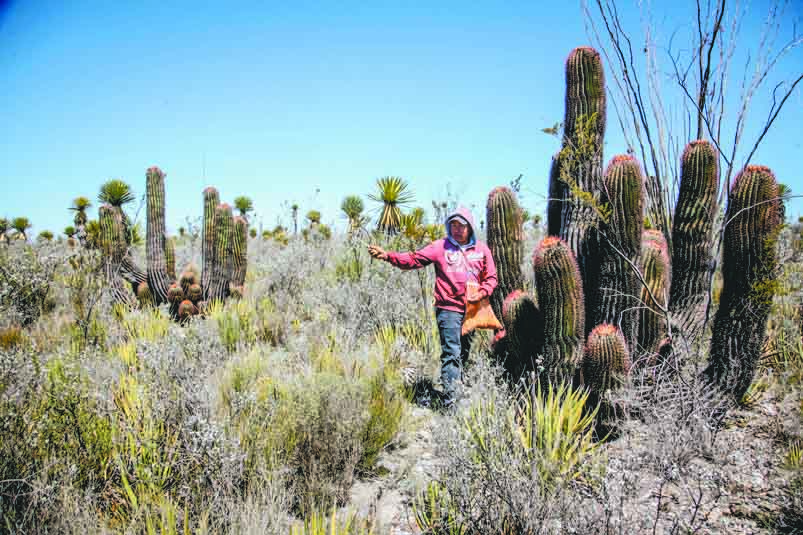 $!El viacrucis de los cabucheros