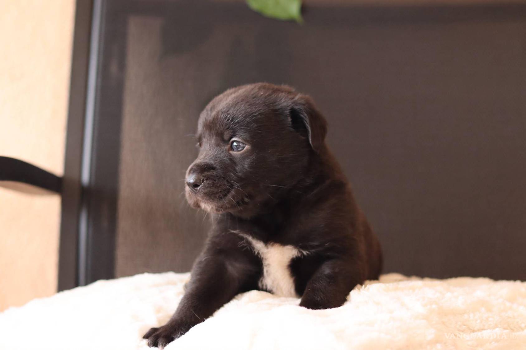 $!Inquieto. Curioso. Negrito fue parte de la camada de Jacinta, una de las pequeñas vidas que sobrevivieron después de la cesárea. El segundo en encontrar una nueva familia.