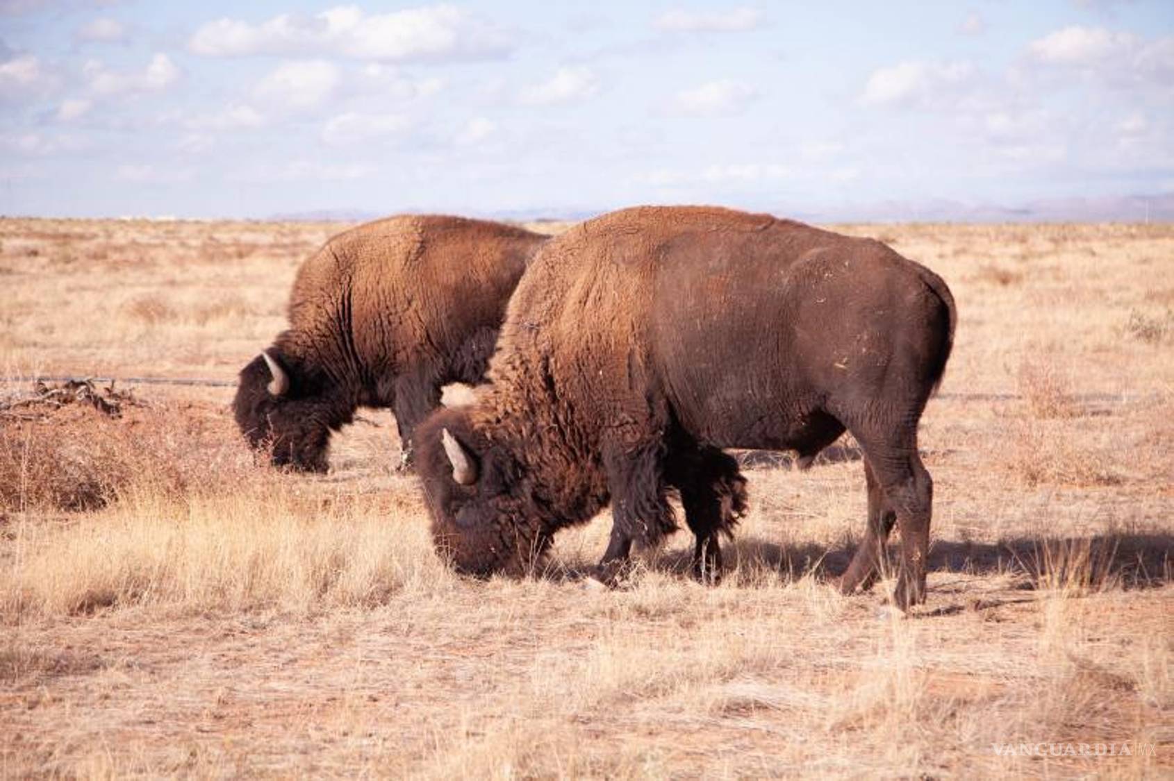 $!FOTO: GERARDO RUIZ SMITH/VANGUARDIA