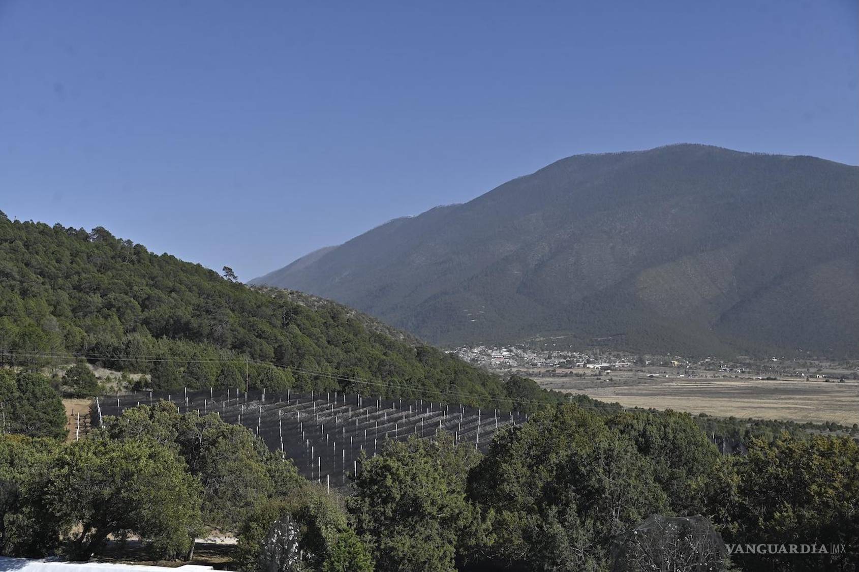 $!El clima y las heladas son uno de los principales retos para los viticultores de la región.