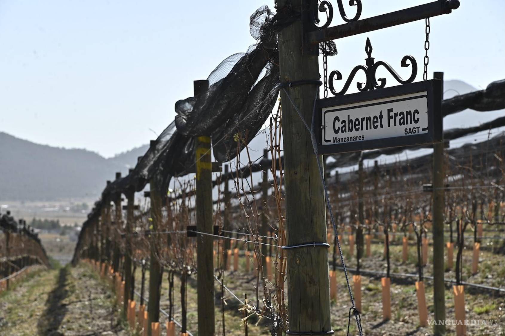 $!El viñedo cultiva tres variedades de uva: Cabernet Franc, Merlot y Pinot Noir.