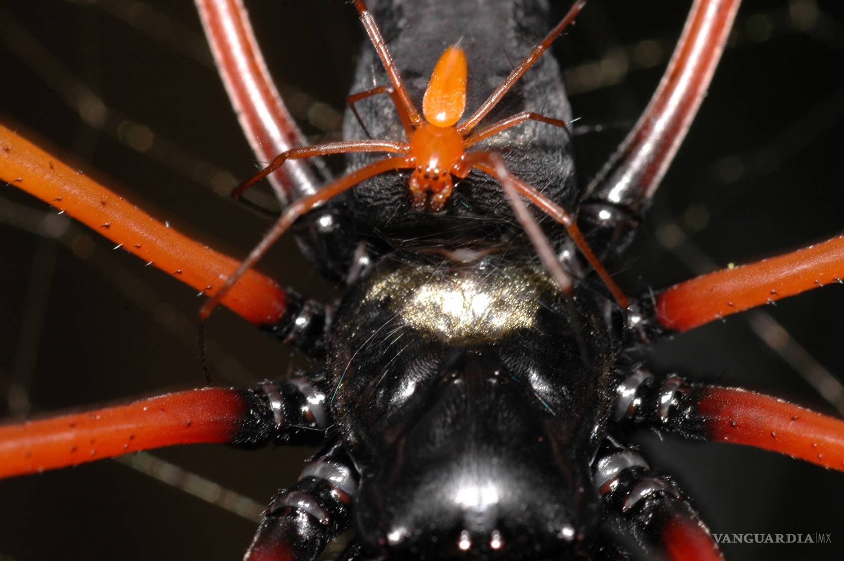 $!6 especies de animales que mueren después del sexo