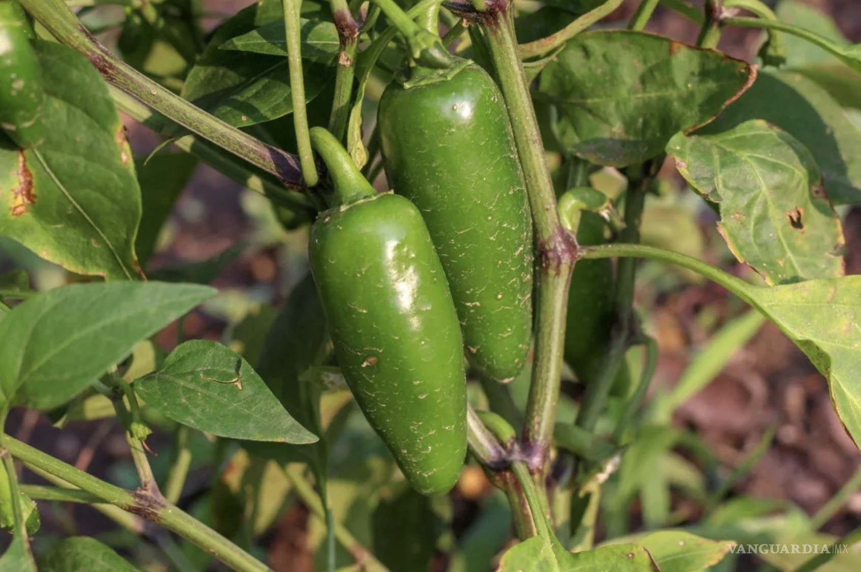 $!El chile jalapeño es también conocido como cuaresmeño, huachinango, chilchote o chipotle.