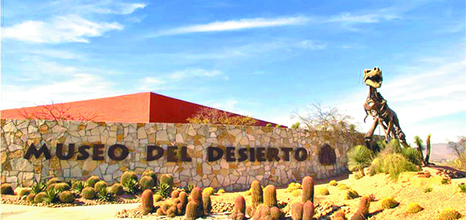 Llegaría en julio pareja de bisonte al Museo del Desierto