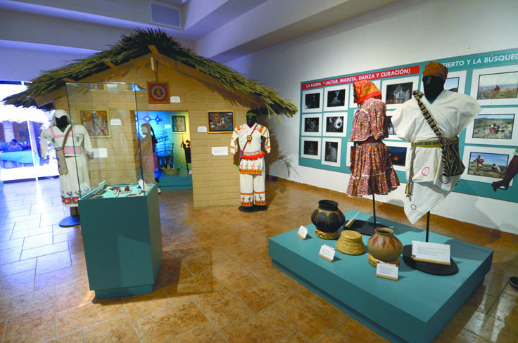 $!El peyote: Descubre la magia de una planta sagrada