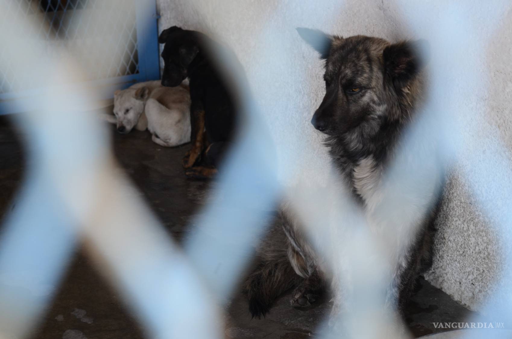 $!Los mejores amigos del perro