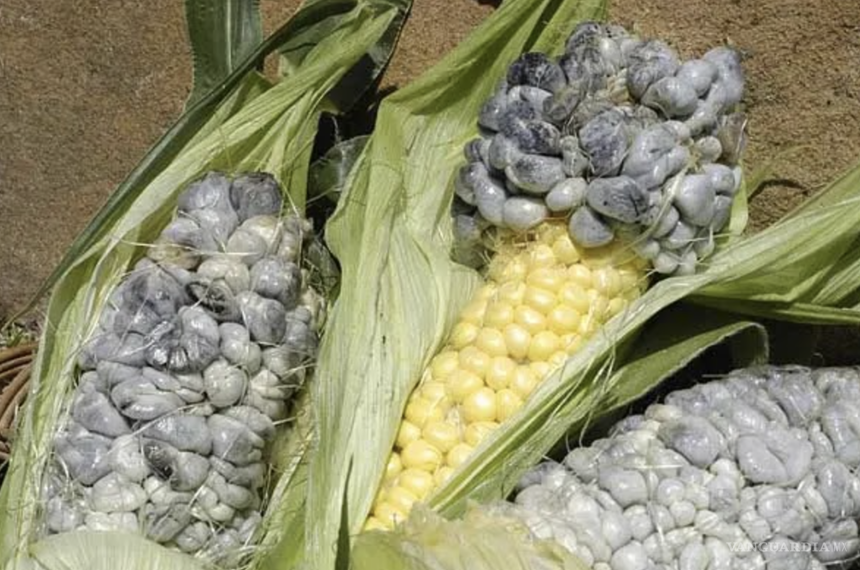 $!“Cuando el hongo del maíz se vuelve estrella del sabor: así se hace un dip inolvidable.”