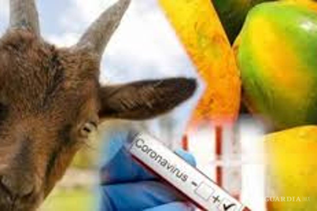 Revelan que en Tanzania una cabra y una papaya dan positivo de coronavirus