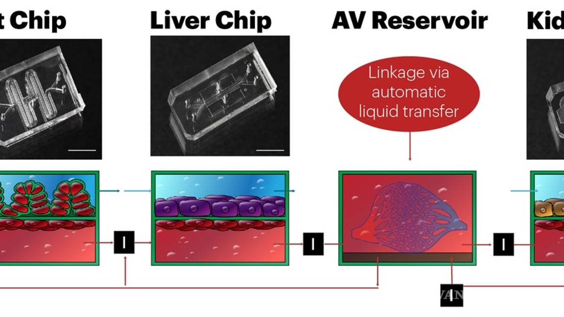 $!Científicos crean el primer modelo de órganos humanos "in vitro" capaz de predecir si un fármaco es eficaz