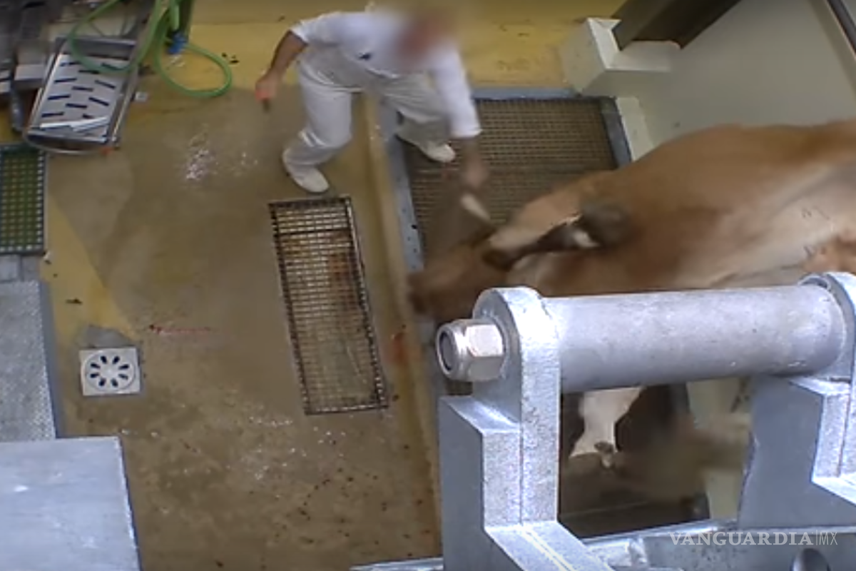 Exhibe maltrato animal en granja de Francia