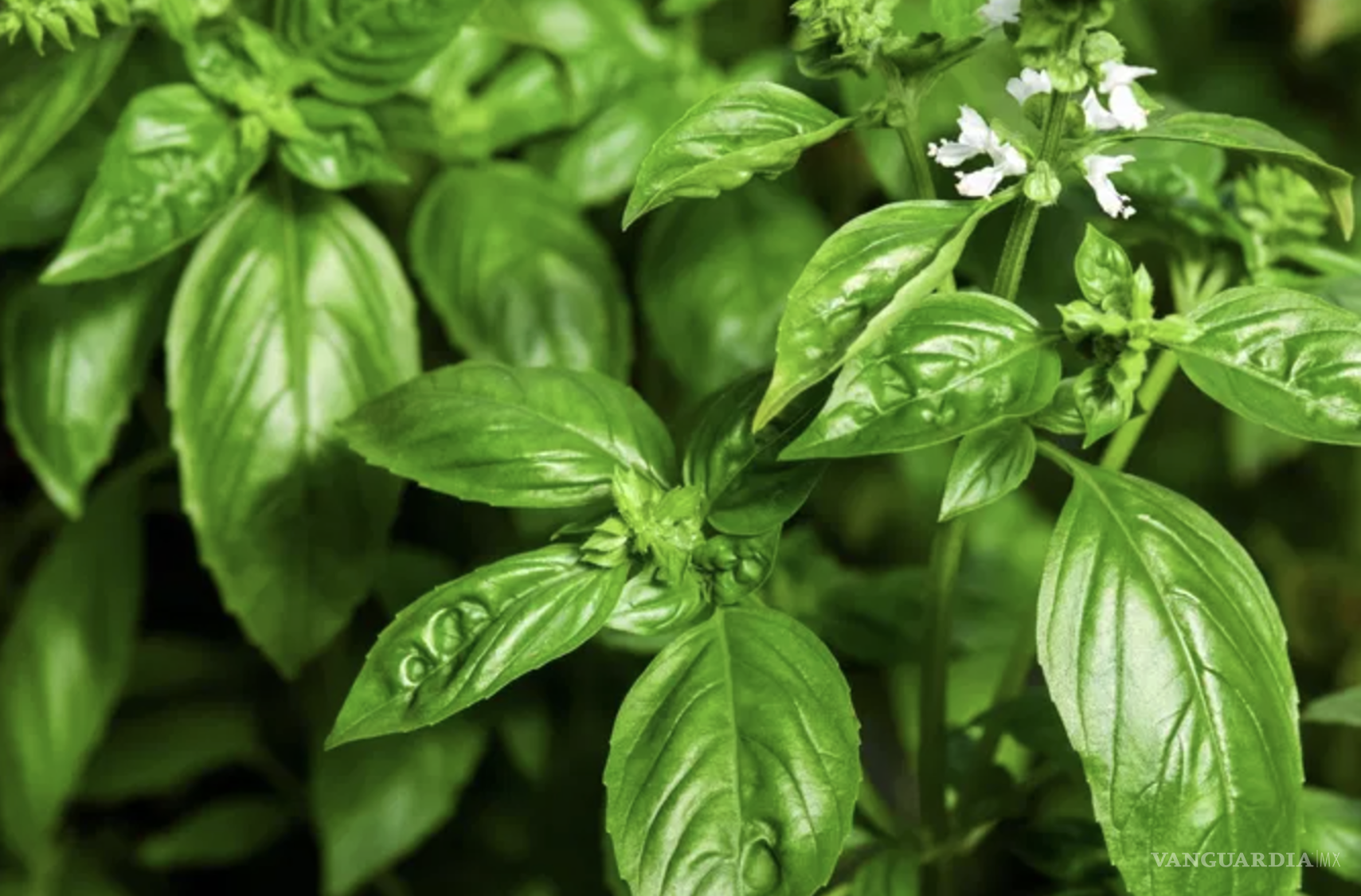 $!Puedes usar la albahaca fresca para aderezar pastas, ensaladas, sopas y pizzas.