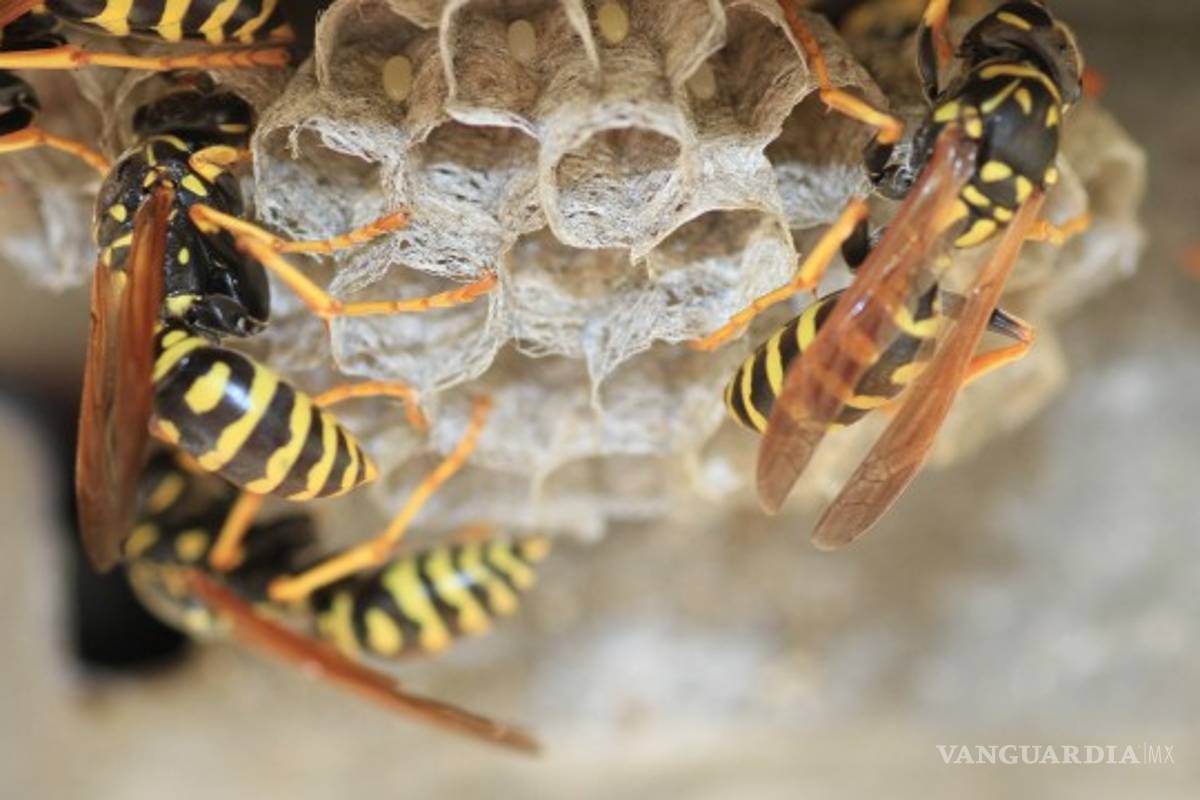 Avispas ayudan a la policía alemana a atrapar a un fugitivo