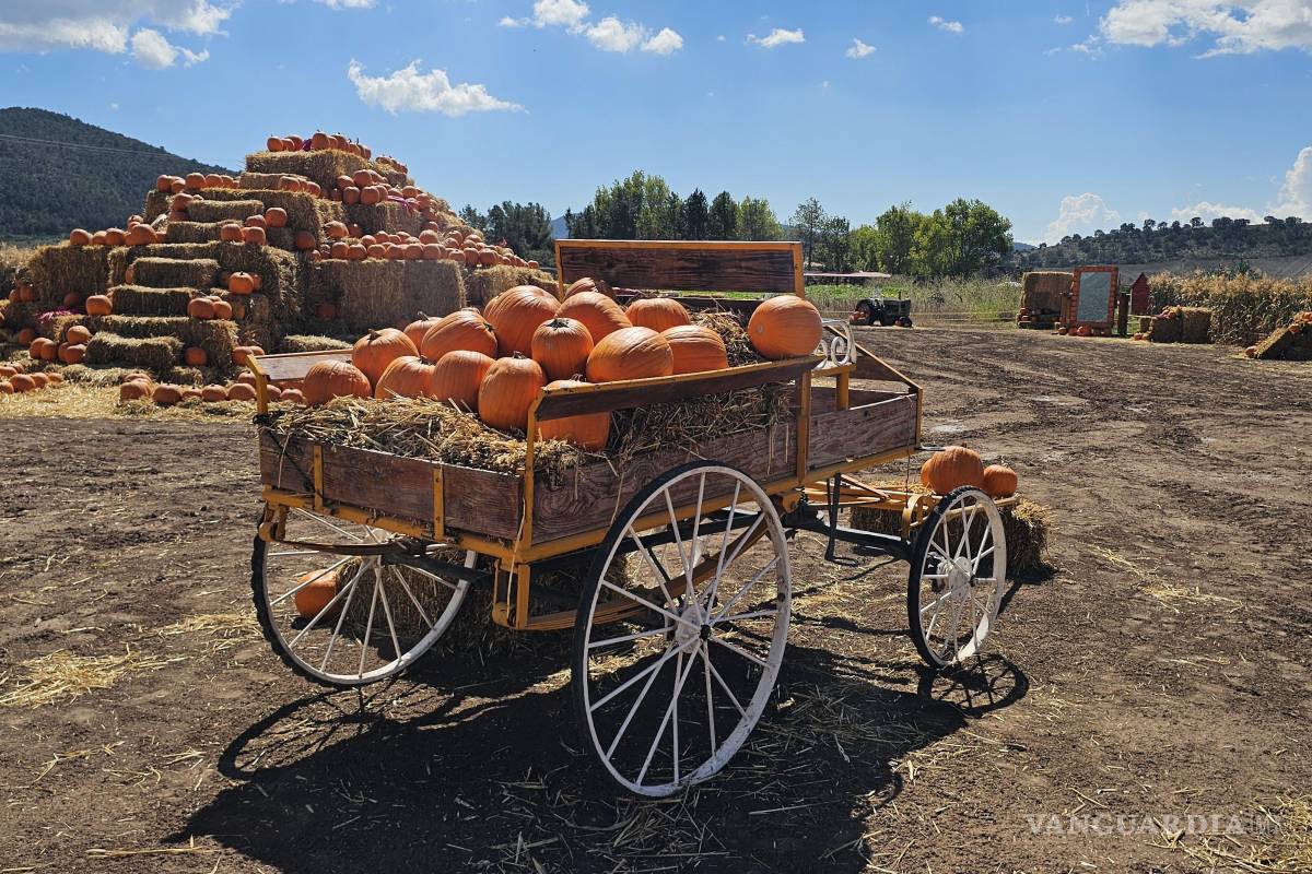 La Huerta de Girasoles se transforma: calabazas, manzanas y turismo de alto impacto en Arteaga