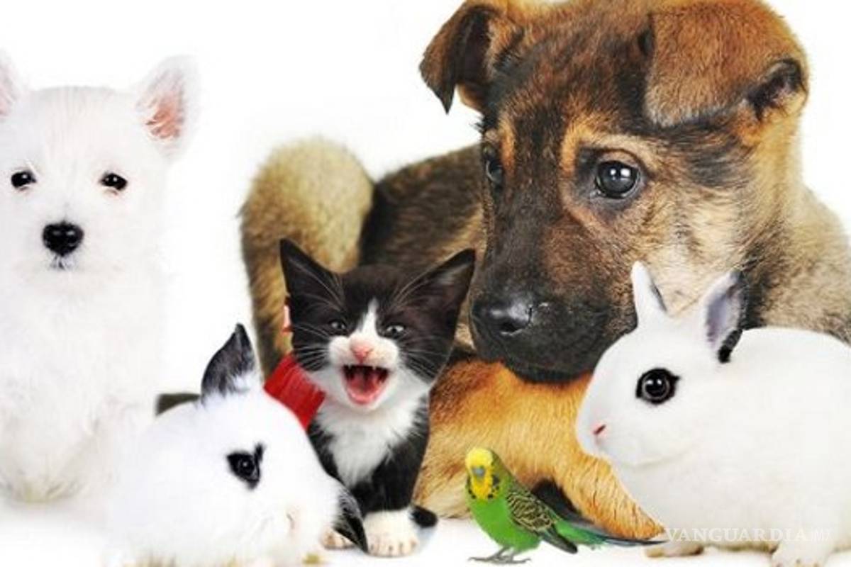 Datos curiosos sobre las mascotas ¿Qué esperas para tener una?