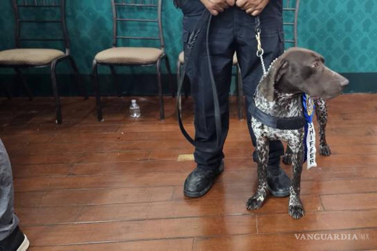 $!“Shiffer”, pointer alemán de tres años, está entrenado para localizar restos humanos.