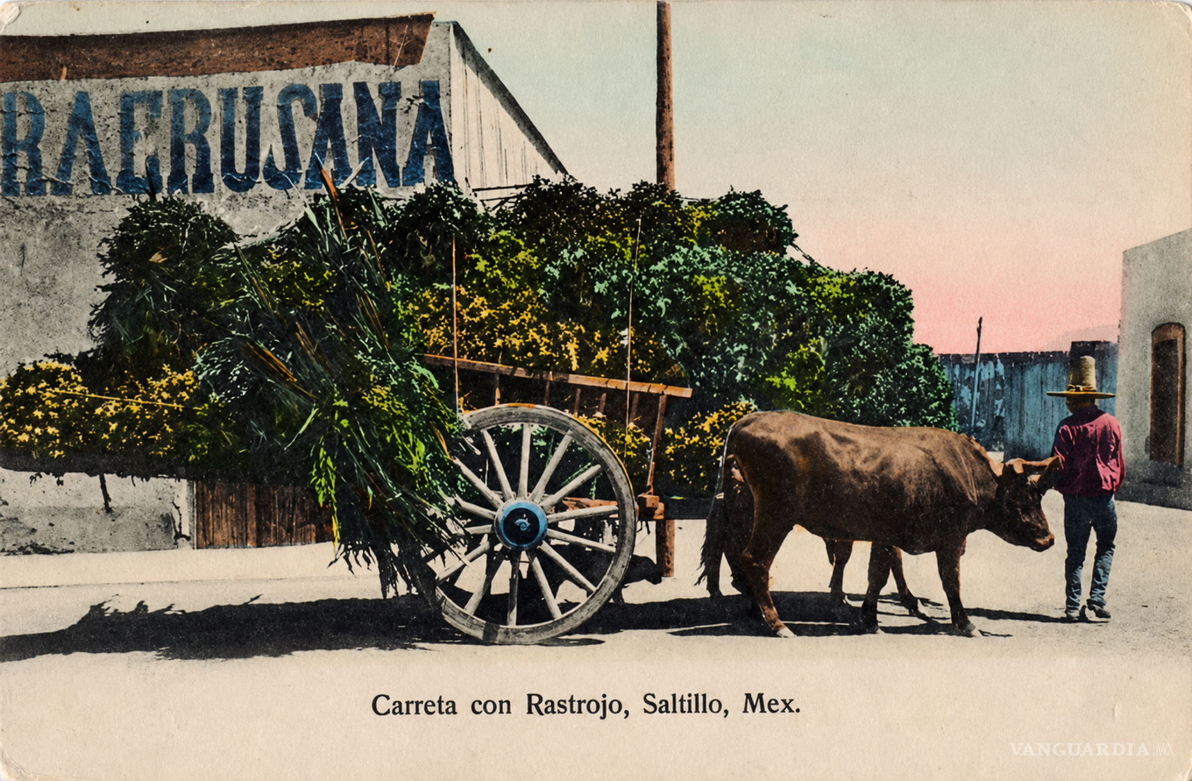 $!Ayuntamiento de Saltillo envenenó perros en 1929 y hubo quienes le “aplaudieron”