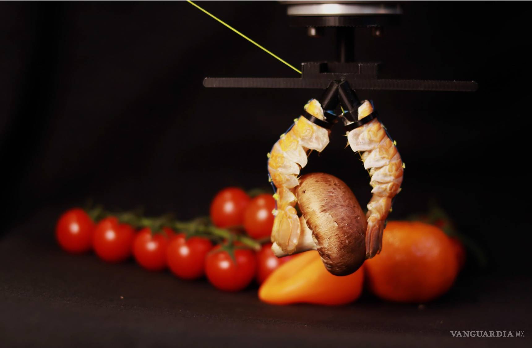 $!Durante la demostración de uso del sistema biohíbrido la pinza hecha con colas del crustáceo ‘Nephrops norvegicus’ sujetó un champiñón, así como tomates y otros comestibles.