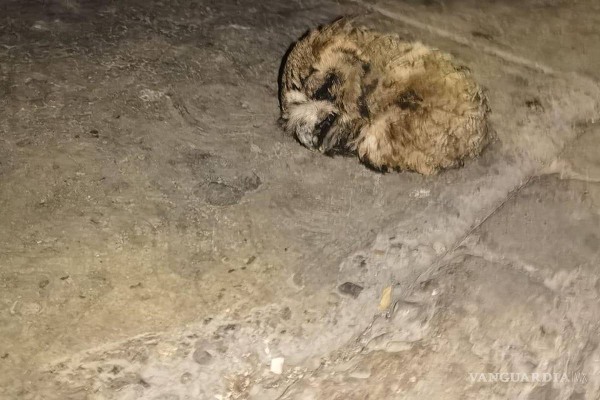 $!Usuario compartió la imagen de una lechuza muerta sobre la banqueta en la colonia Bellavista, evidenciando las amenazas que enfrentan estas aves en la ciudad.
