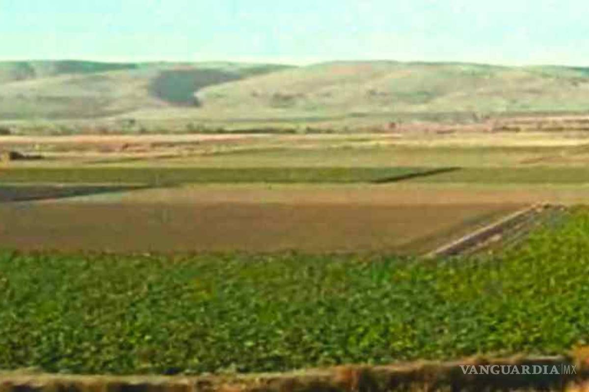 $!Plantíos de Rafael Caro Quintero.