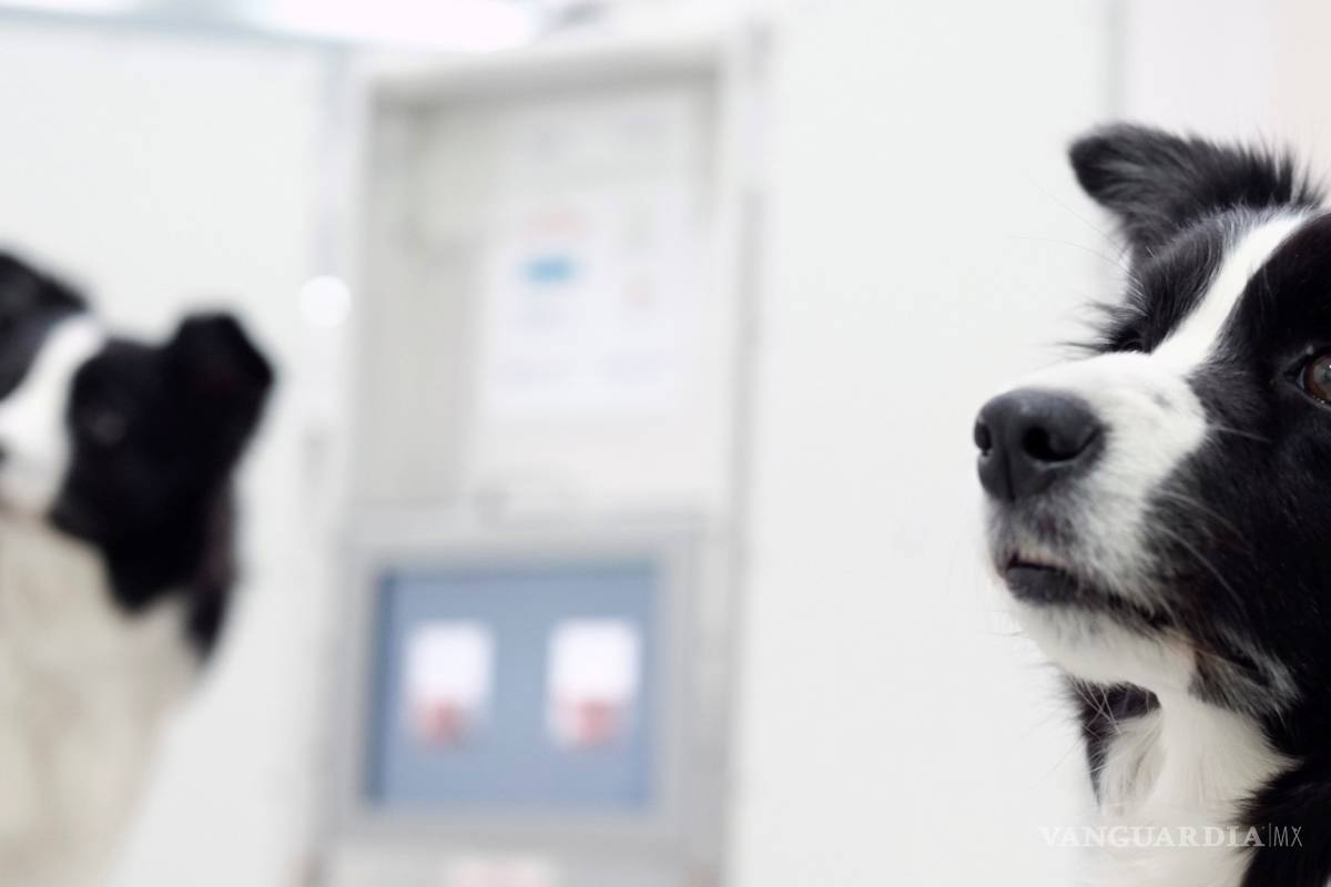 ¿Los animales tienen moral?, dos filósofas intentan descubrirlo