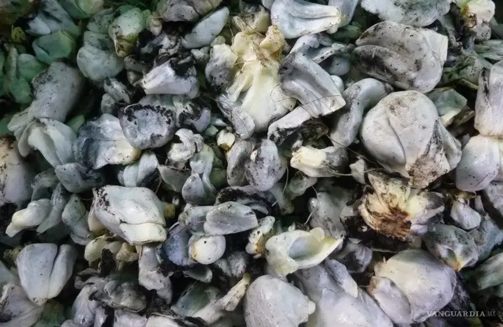 $!El huitlacoche, especialmente en combinación con el maíz, proporciona todos los aminoácidos esenciales que el cuerpo necesita.