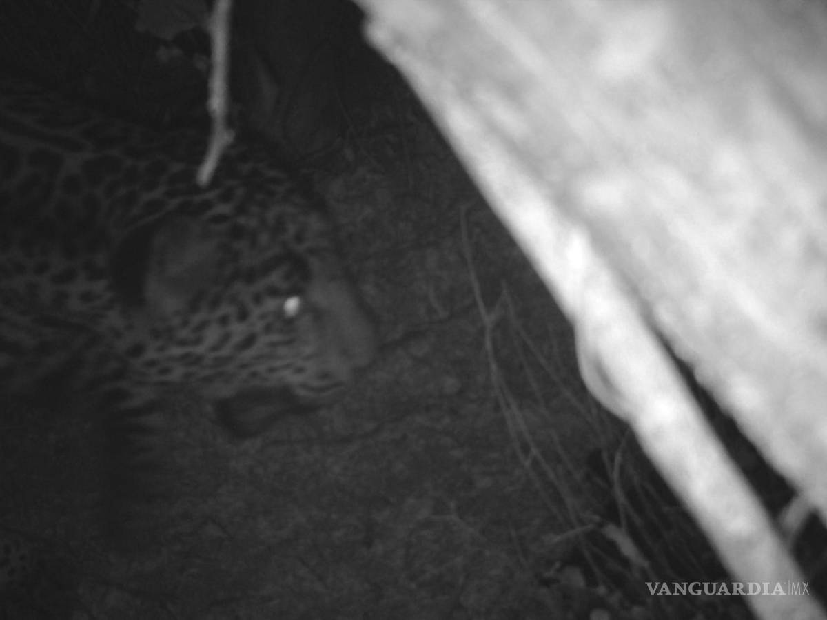 $!“El Jefe”, es uno de los jaguares más antiguos registrados a lo largo de la frontera y uno de los pocos que se sabe que cruzó la frontera.