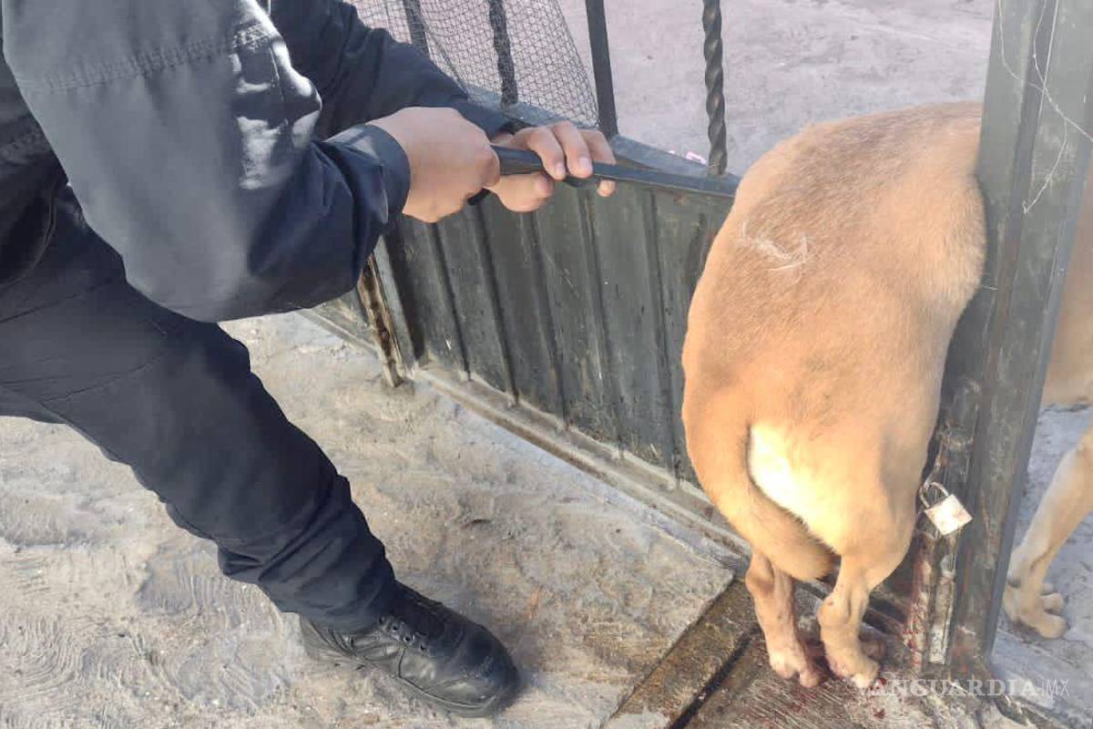 Provoca pirotecnia que desde perros hasta caballos huyan de sus hogares en Saltillo