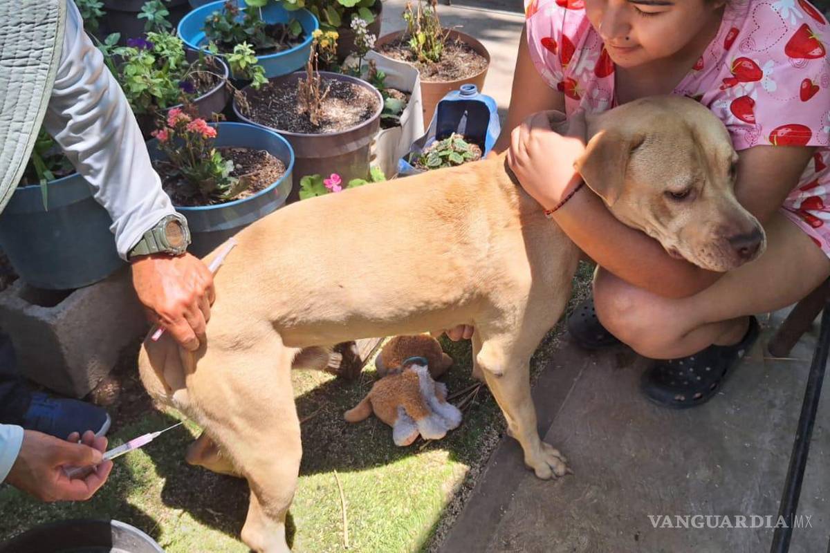 Realizan jornada de salud para animales de compañía en Ramos Arizpe