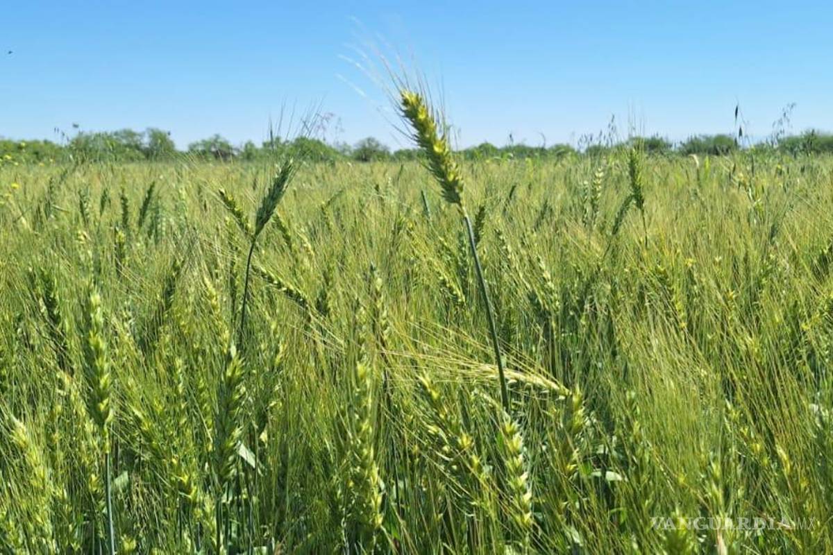Fortalecen producción de trigo en Coahuila: Prevén cosecha de 2 mil 100 toneladas en Nadadores